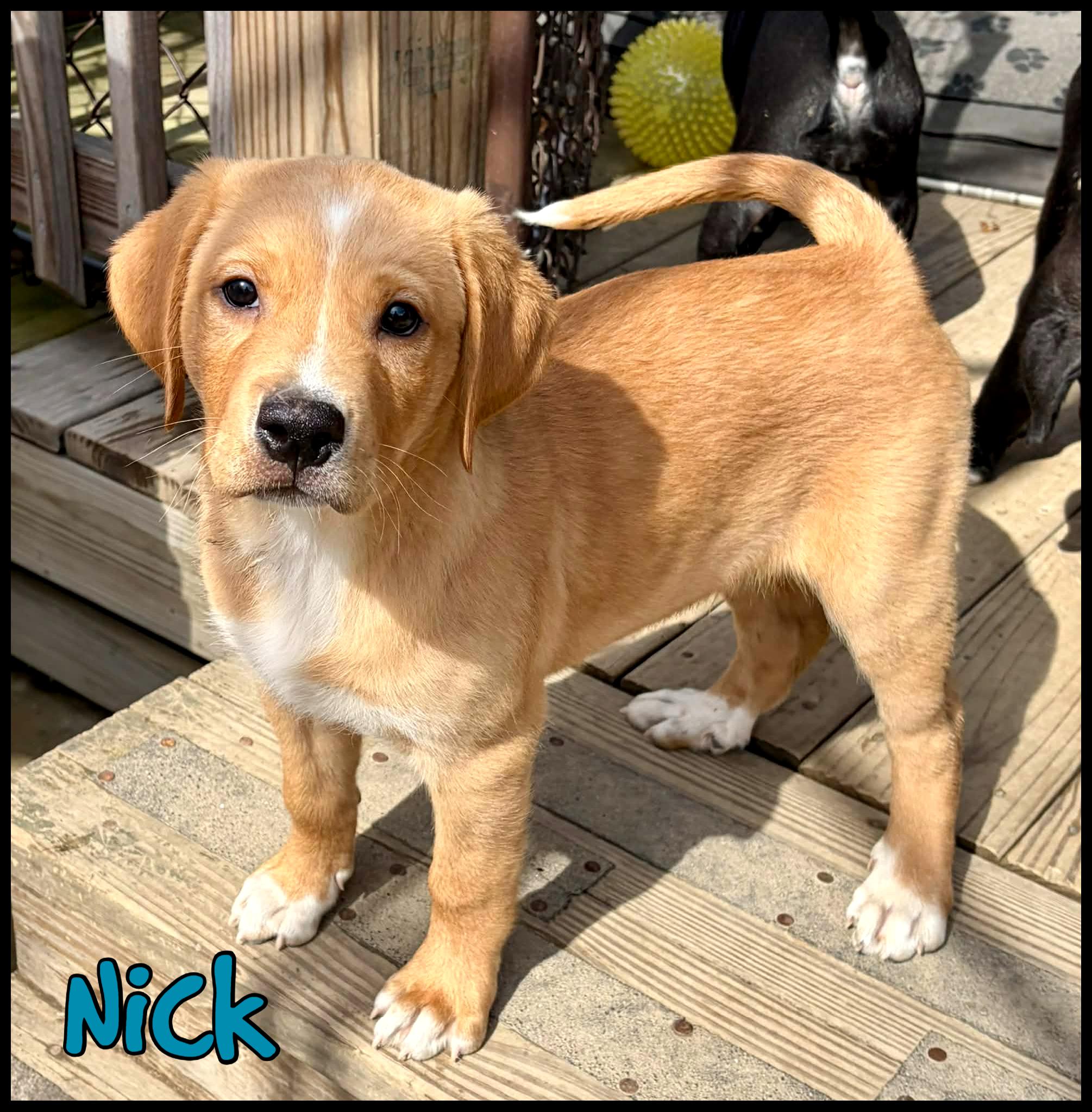 Nick, adopted, Puppy Male Labrador Retriever.