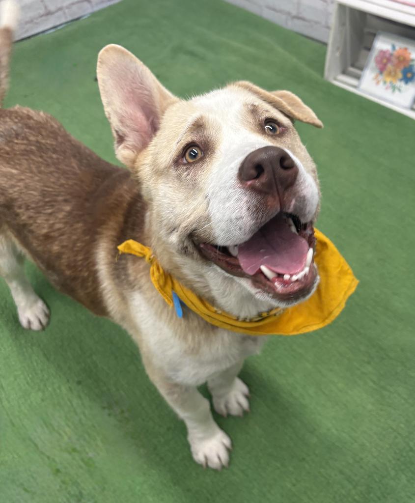 Theo, a Adoptable mixed breed in Detroit, MI image 1/6