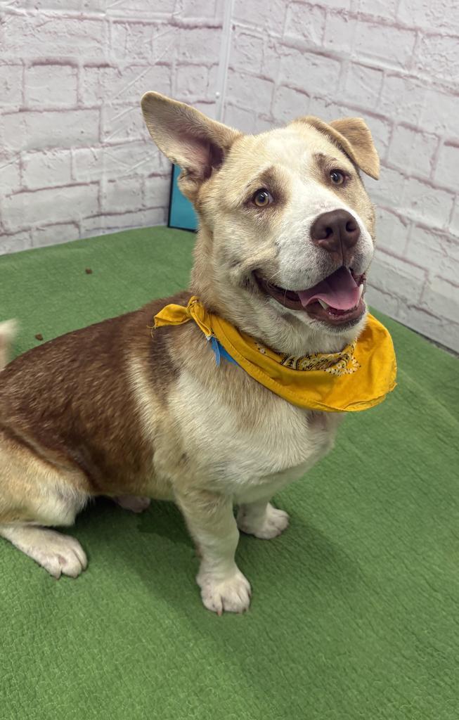 Theo, a Adoptable mixed breed in Detroit, MI image 2/6