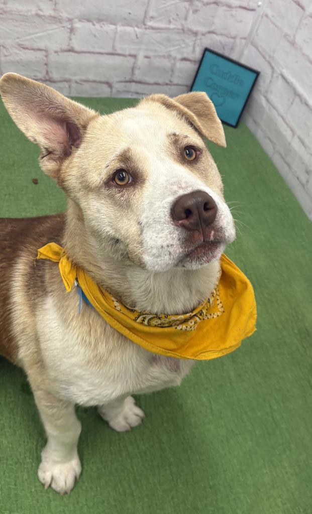 Theo, a Adoptable mixed breed in Detroit, MI image 3/6
