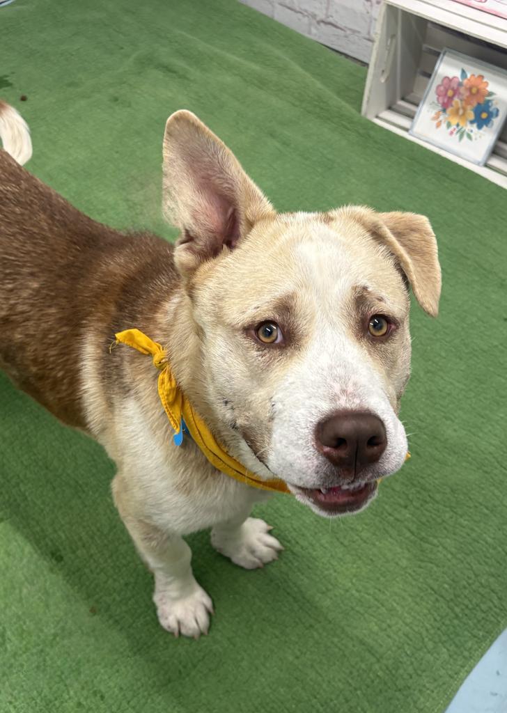 Theo, a Adoptable mixed breed in Detroit, MI image 4/6