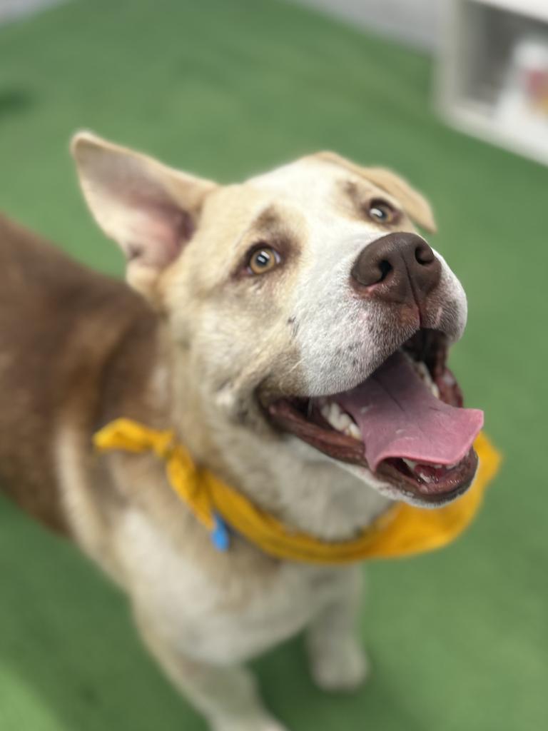 Theo, a Adoptable mixed breed in Detroit, MI image 5/6