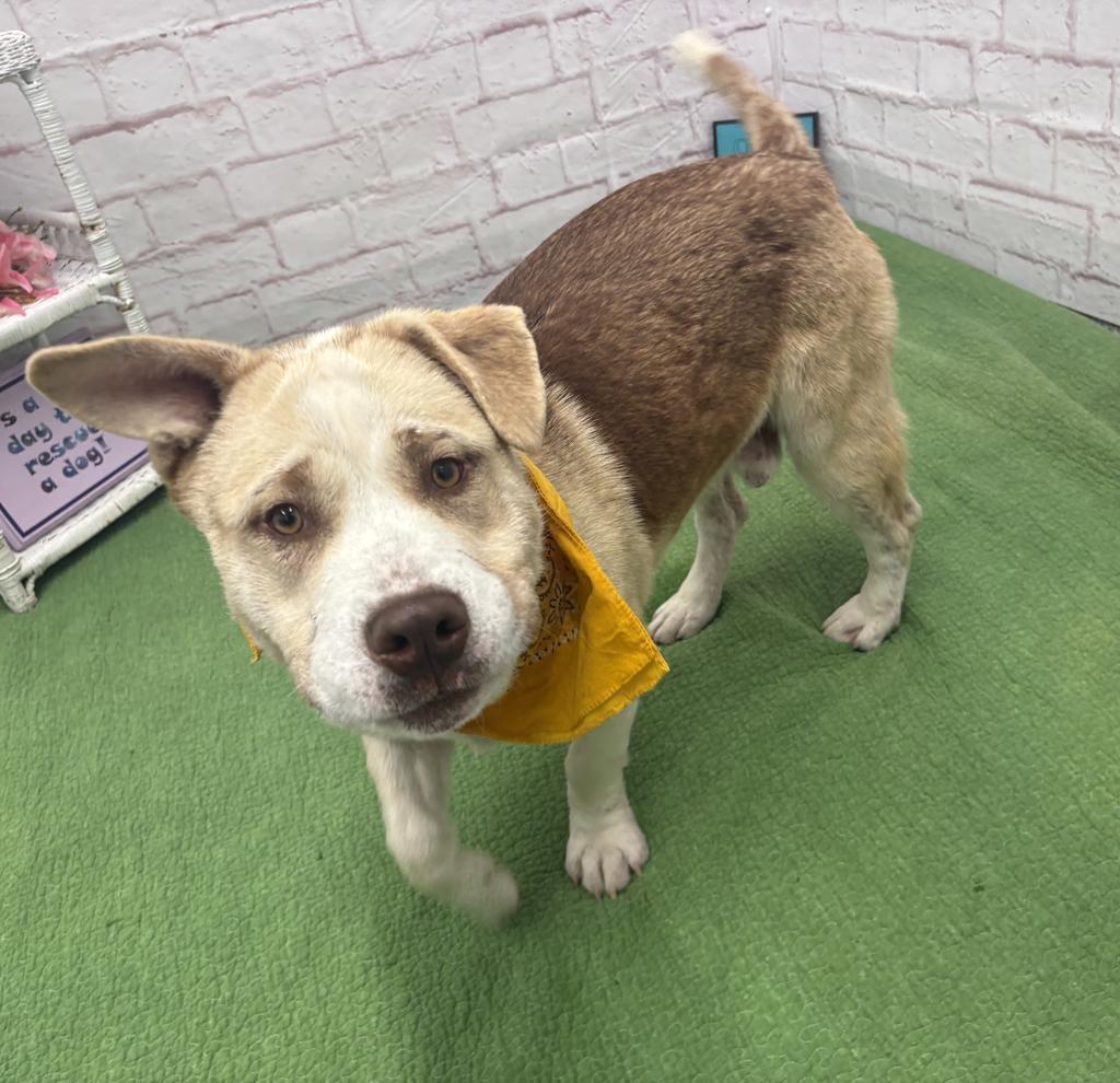 Theo, a Adoptable mixed breed in Detroit, MI image 6/6