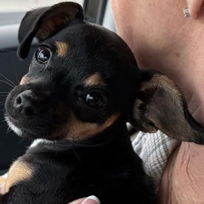 910 Auntie Bear, Adopted, Puppy Female Mixed Breed & Mixed Breed.