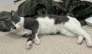 Enlarge Big Bang, a Adoptable Domestic Short Hair in Melrose, MA image 4/6