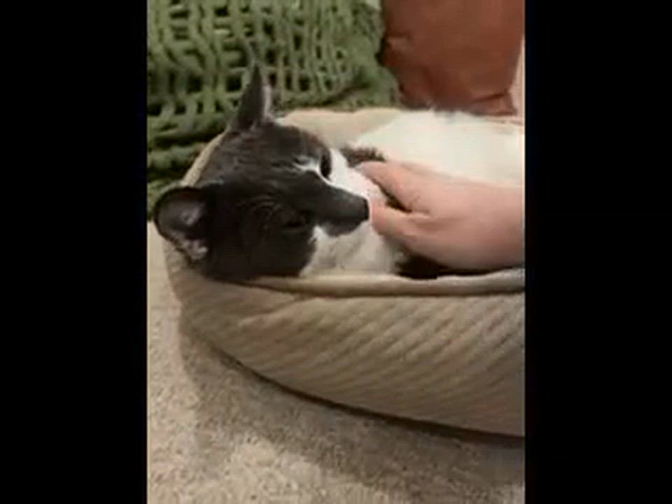 Enlarge Big Bang, a Adoptable Domestic Short Hair in Melrose, MA video 6/6