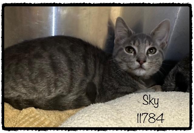 These little babies are Shadow Sky and Wind They are about 11 weeks old and ready for their foreve