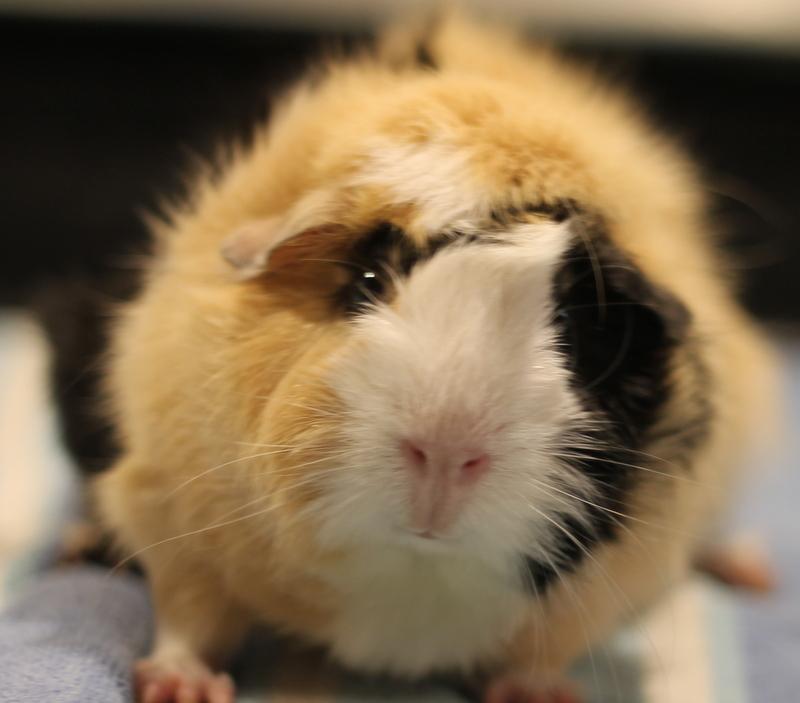 Penny, ADOPTABLE, Adult Female Guinea Pig.