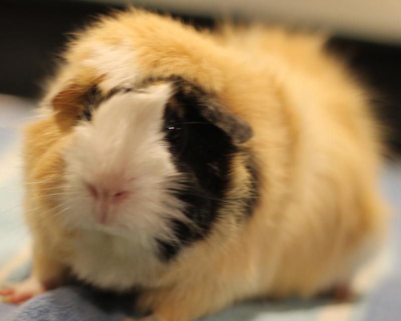Enlarge Penny, a ADOPTABLE Guinea Pig in Budd Lake, NJ image 3/6