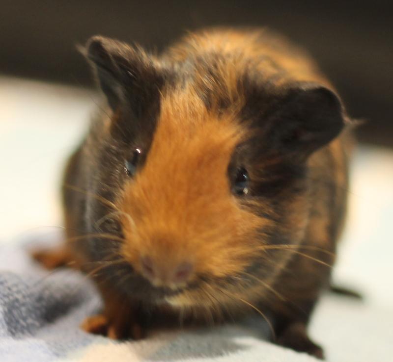 Enlarge Penny, a ADOPTABLE Guinea Pig in Budd Lake, NJ image 5/6