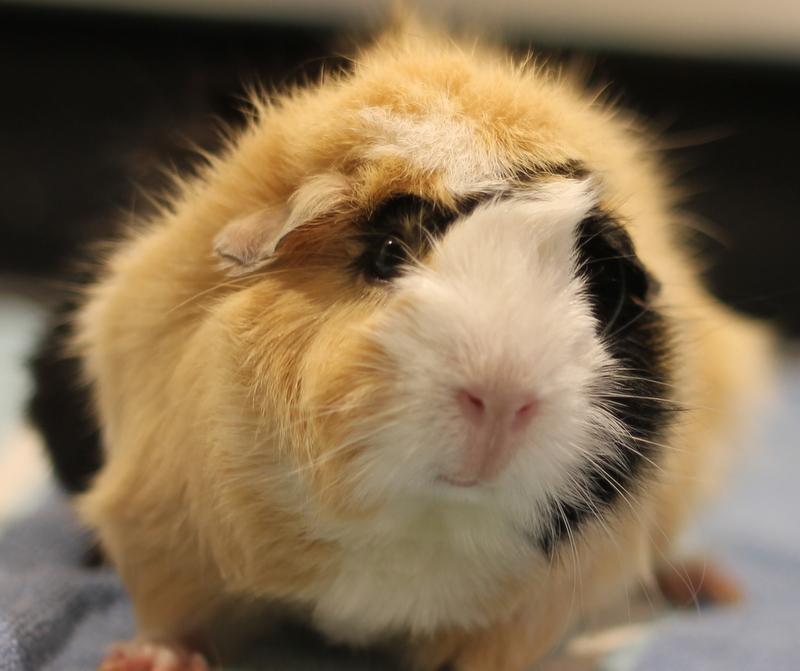 Enlarge Penny, a ADOPTABLE Guinea Pig in Budd Lake, NJ image 4/6