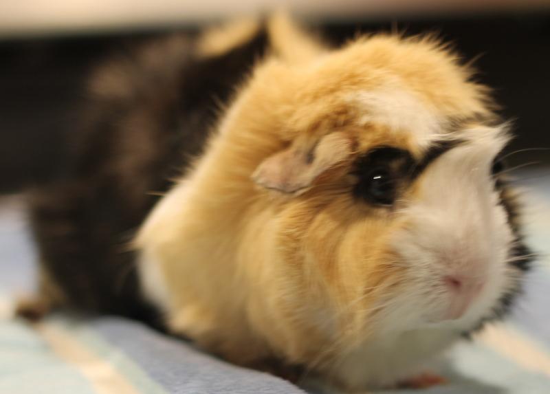 Enlarge Penny, a ADOPTABLE Guinea Pig in Budd Lake, NJ image 2/6