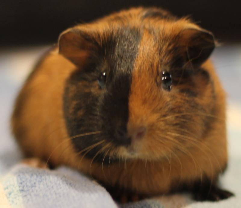 Enlarge Penny, a ADOPTABLE Guinea Pig in Budd Lake, NJ image 6/6