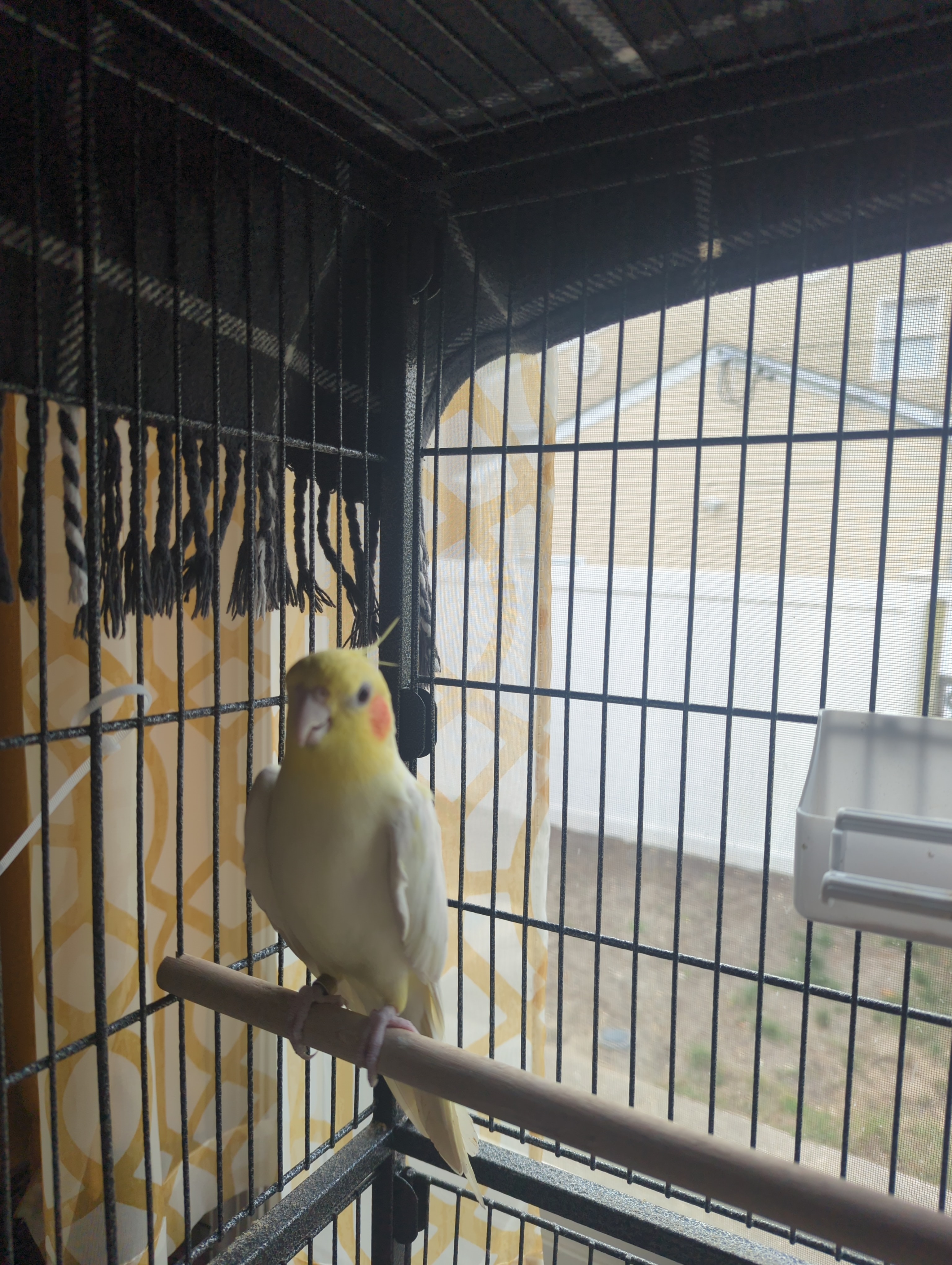 Enlarge Reggie, a Adoptable Cockatiel in North Babylon, NY image 1/1