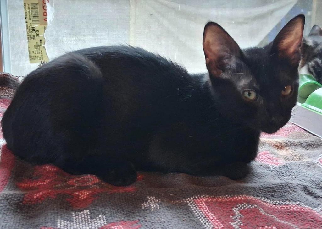 Enlarge RORIE, a Adoptable mixed breed in Marianna, FL image 1/1