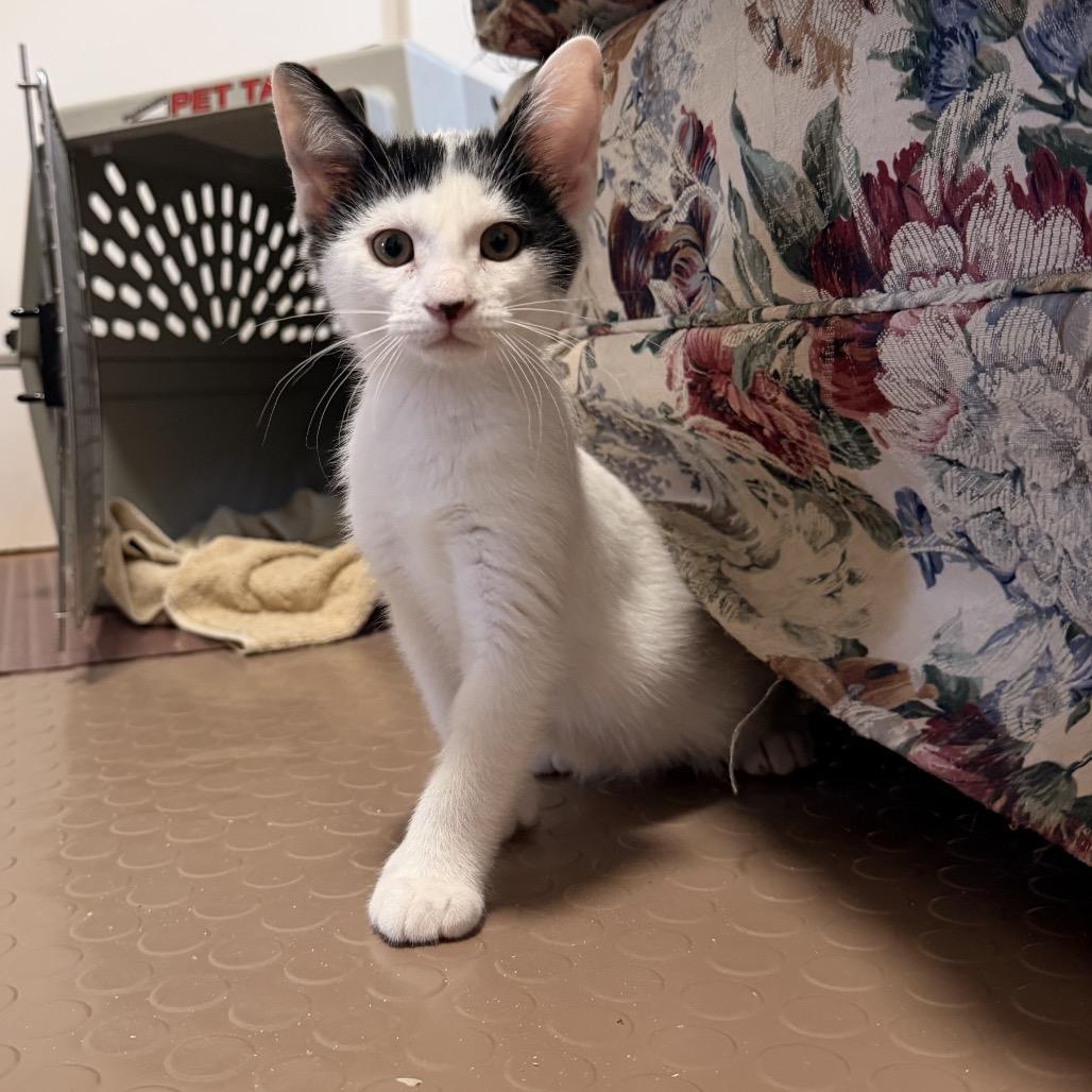 Oreo, Adoptable, Kitten Male Domestic Short Hair.