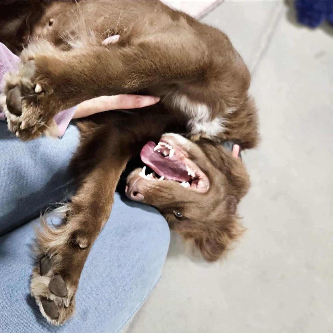 Enlarge Strudel, a Adoptable mixed breed in Woolwich, ME image 3/3