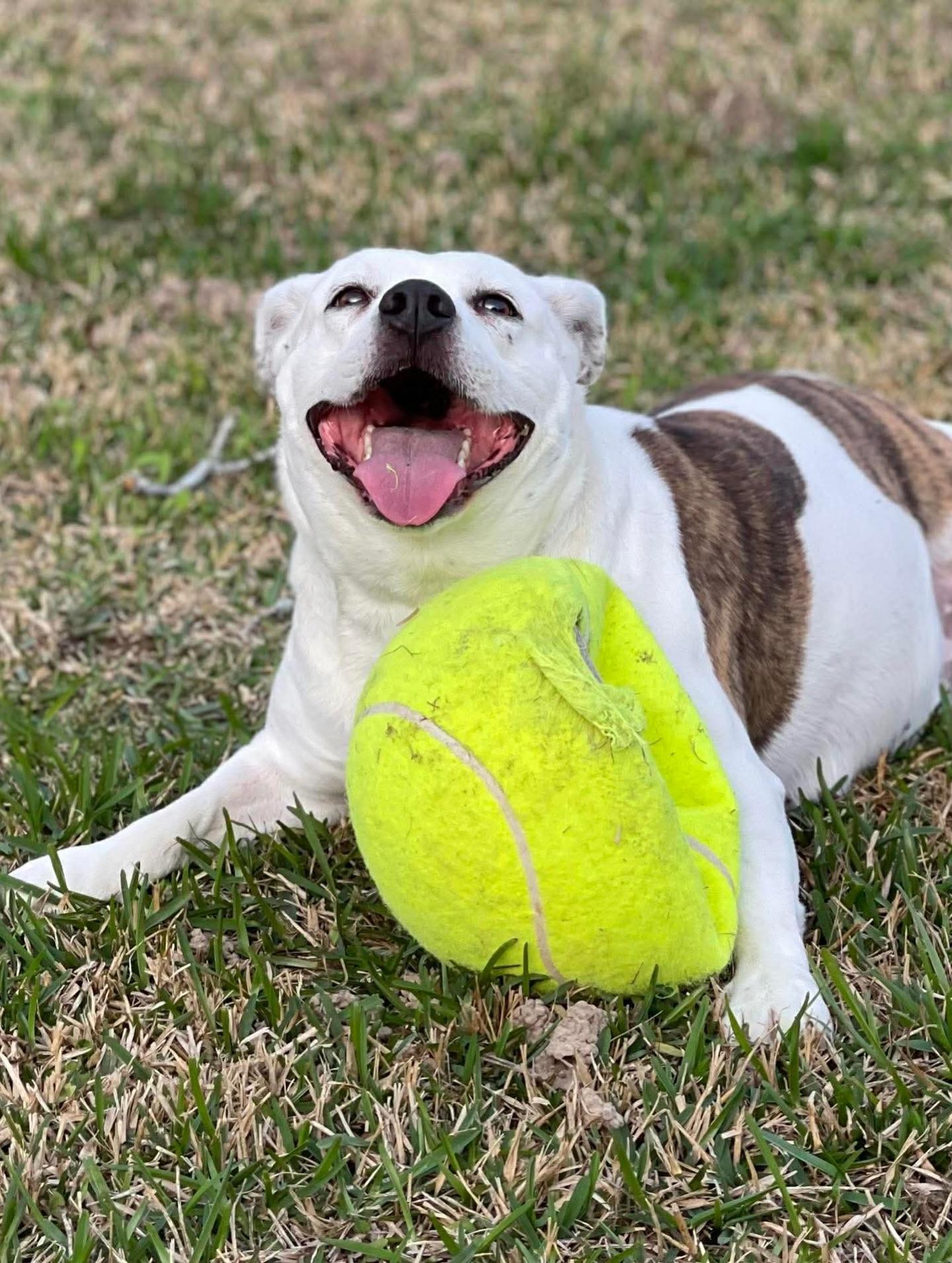 Enlarge Starr, a ADOPTABLE mixed breed in Salem, NH image 5/6