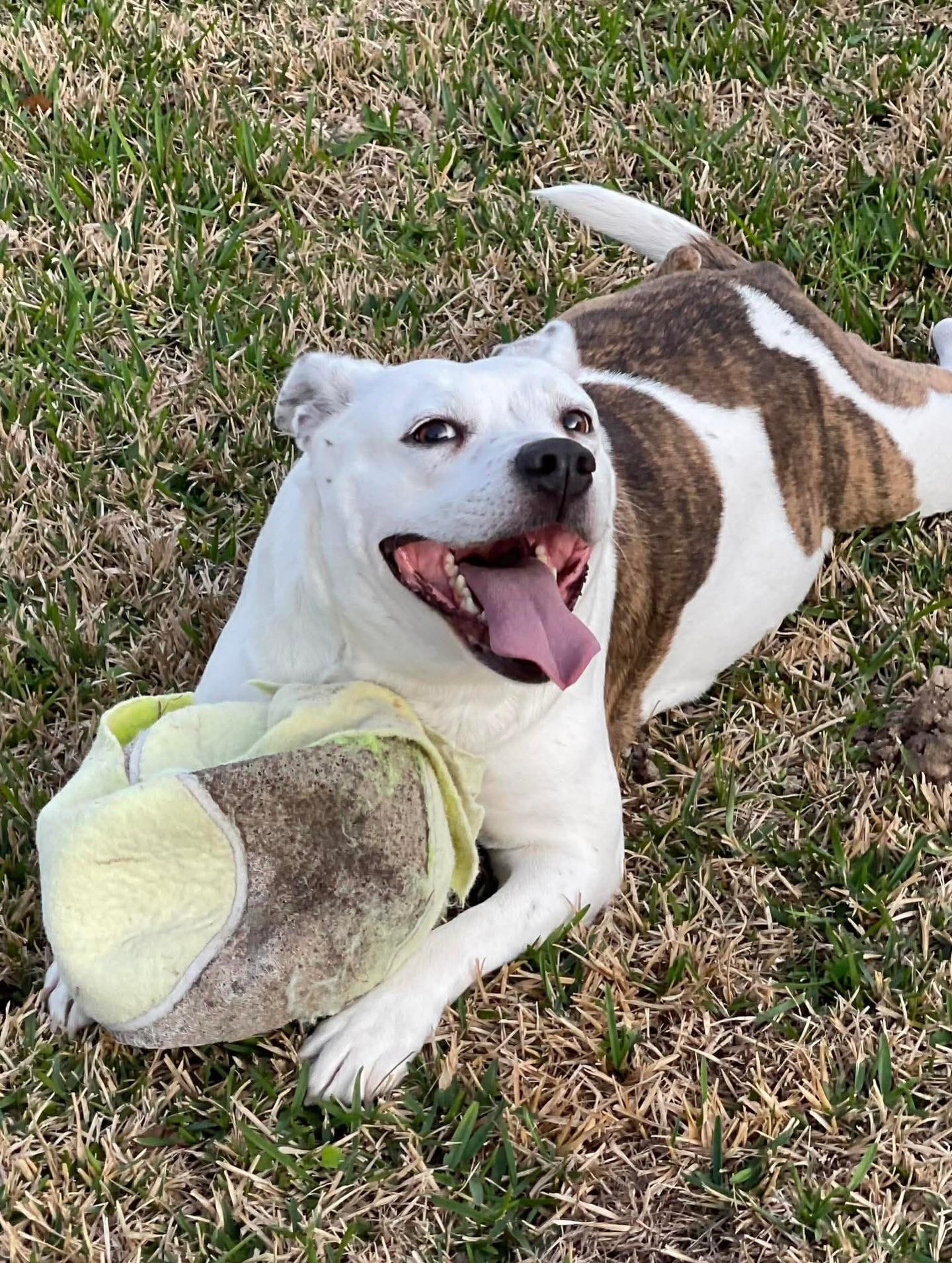 Enlarge Starr, a ADOPTABLE mixed breed in Salem, NH image 2/6