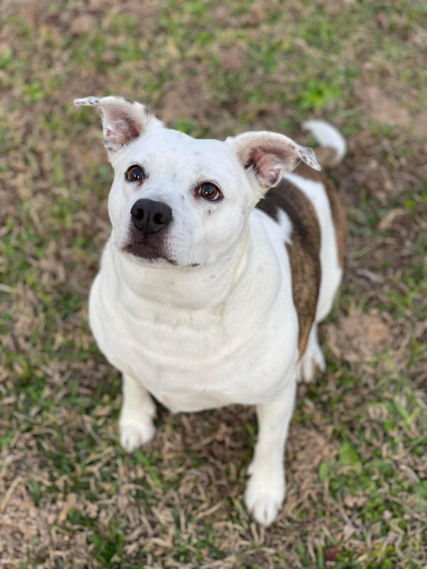 Enlarge Starr, a ADOPTABLE mixed breed in Salem, NH image 6/6