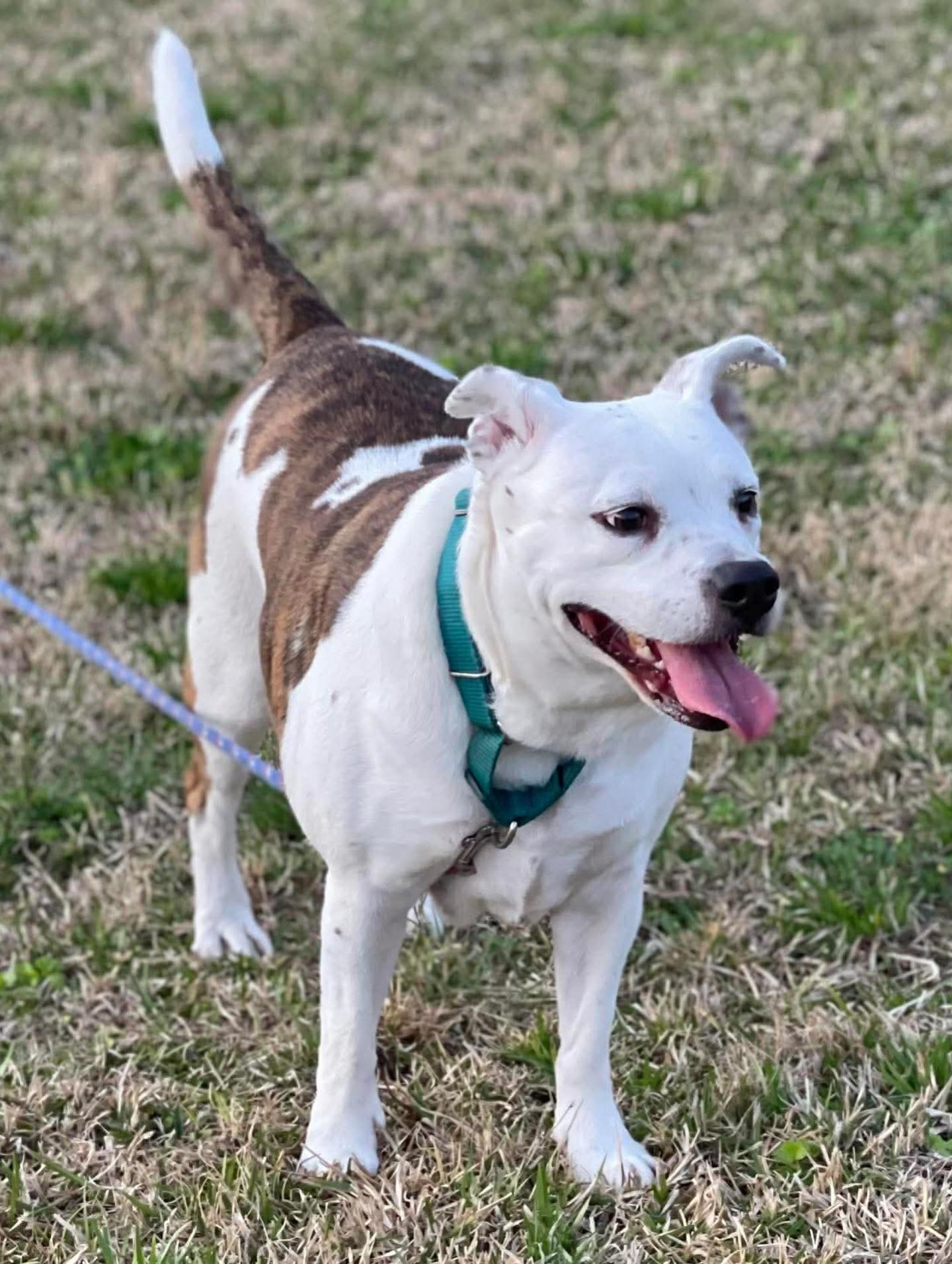 Starr, ADOPTABLE, Adult Female American Staffordshire Terrier.