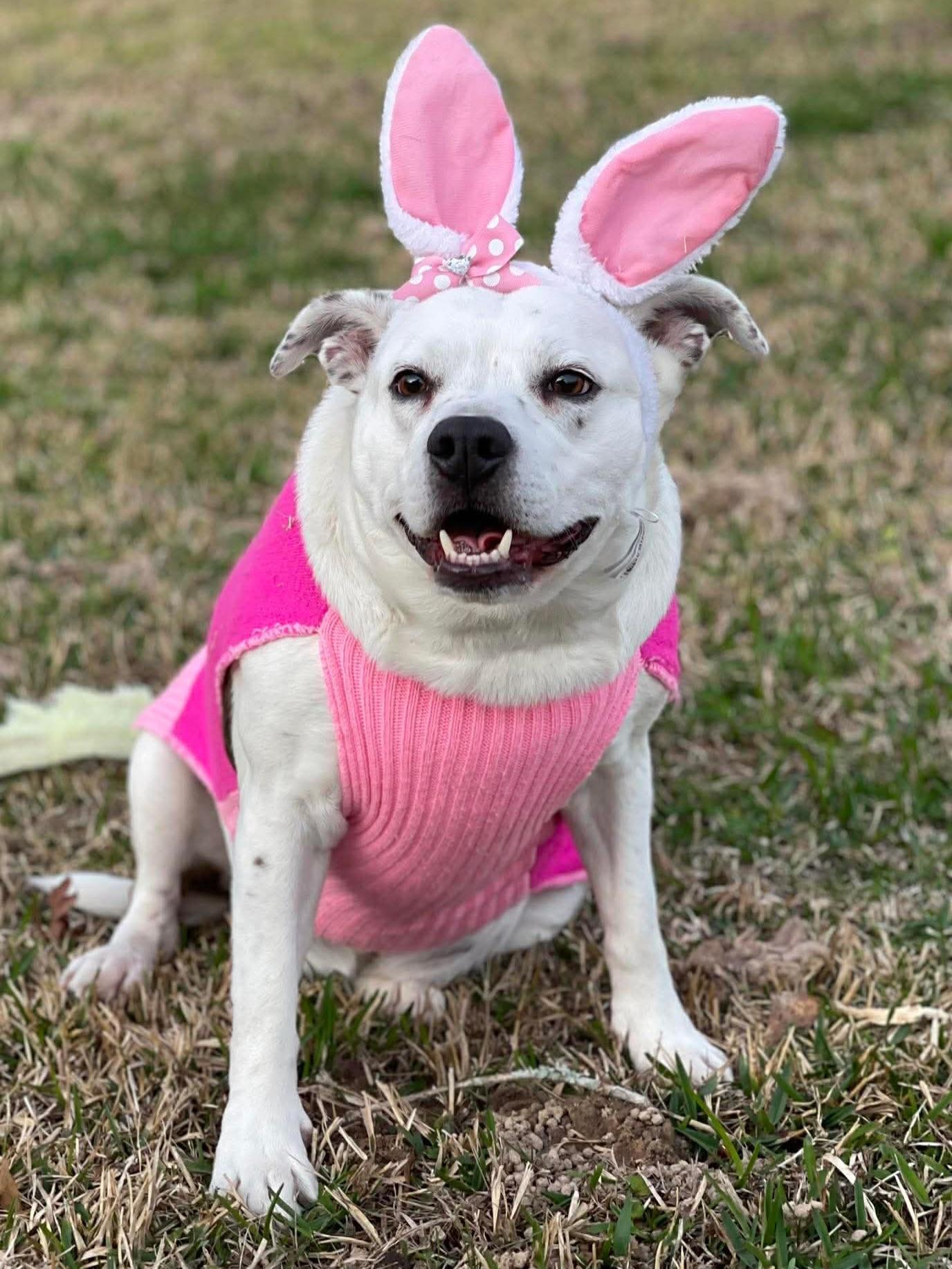 Enlarge Starr, a ADOPTABLE mixed breed in Salem, NH image 3/6