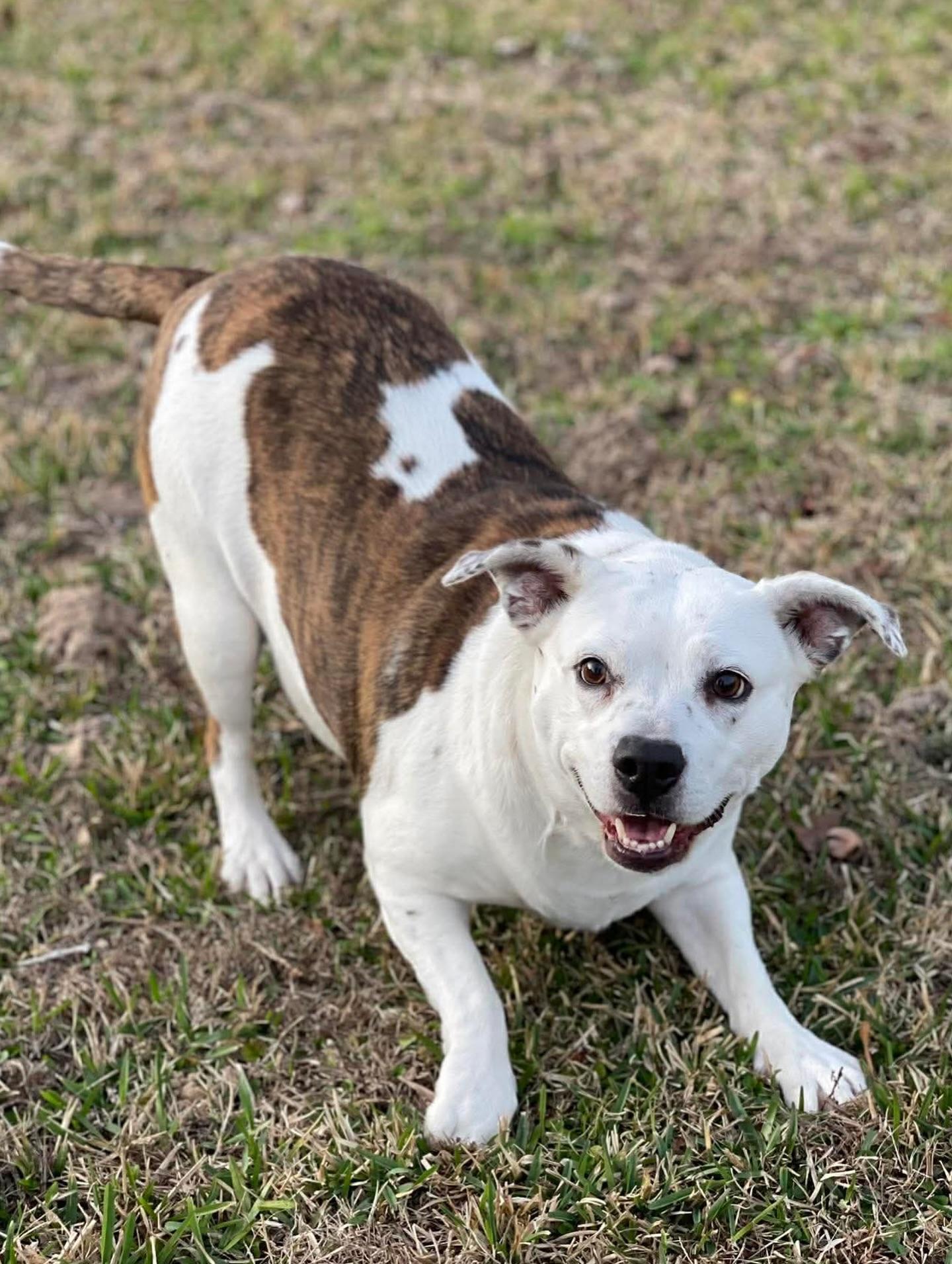 Enlarge Starr, a ADOPTABLE mixed breed in Salem, NH image 4/6
