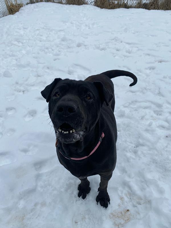 Enlarge Tiffany, a ADOPTABLE mixed breed in Manistee, MI image 2/3