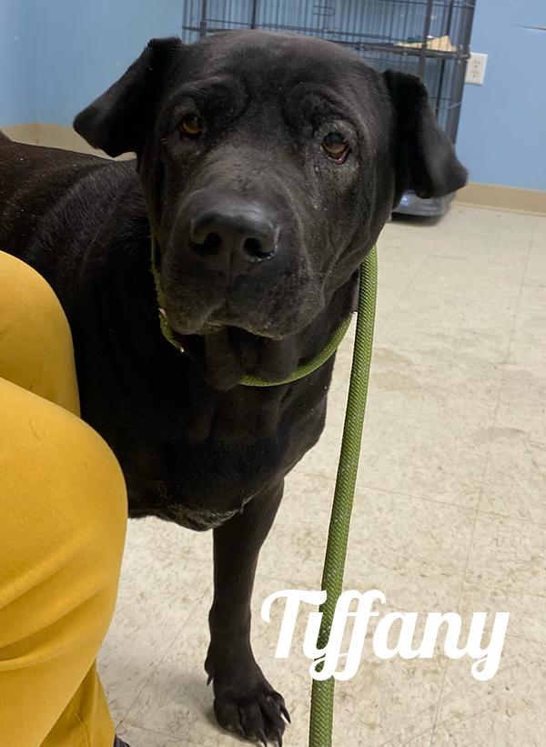 Enlarge Tiffany, a ADOPTABLE mixed breed in Manistee, MI image 3/3
