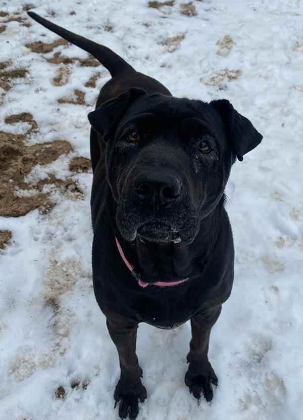 Tiffany, ADOPTABLE, Senior Female Shar-Pei & Black Labrador Retriever.