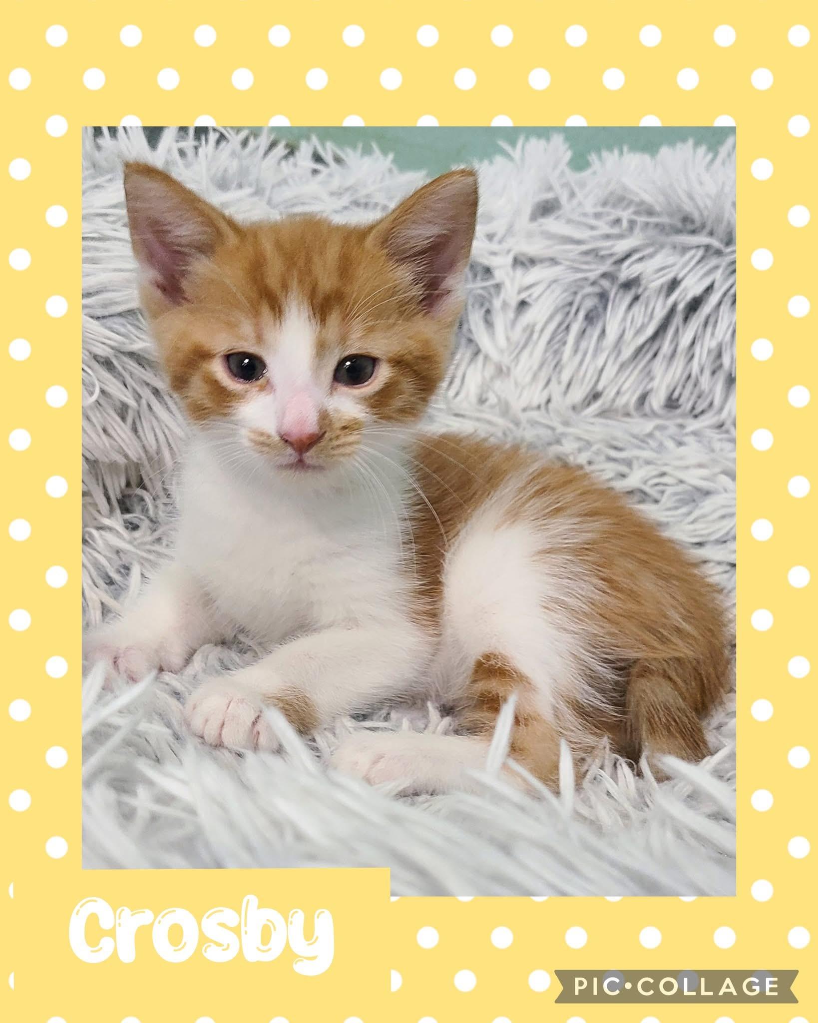 Crosby, an adoptable Domestic Short Hair in Iron River, MI, 49935 | Photo Image 1