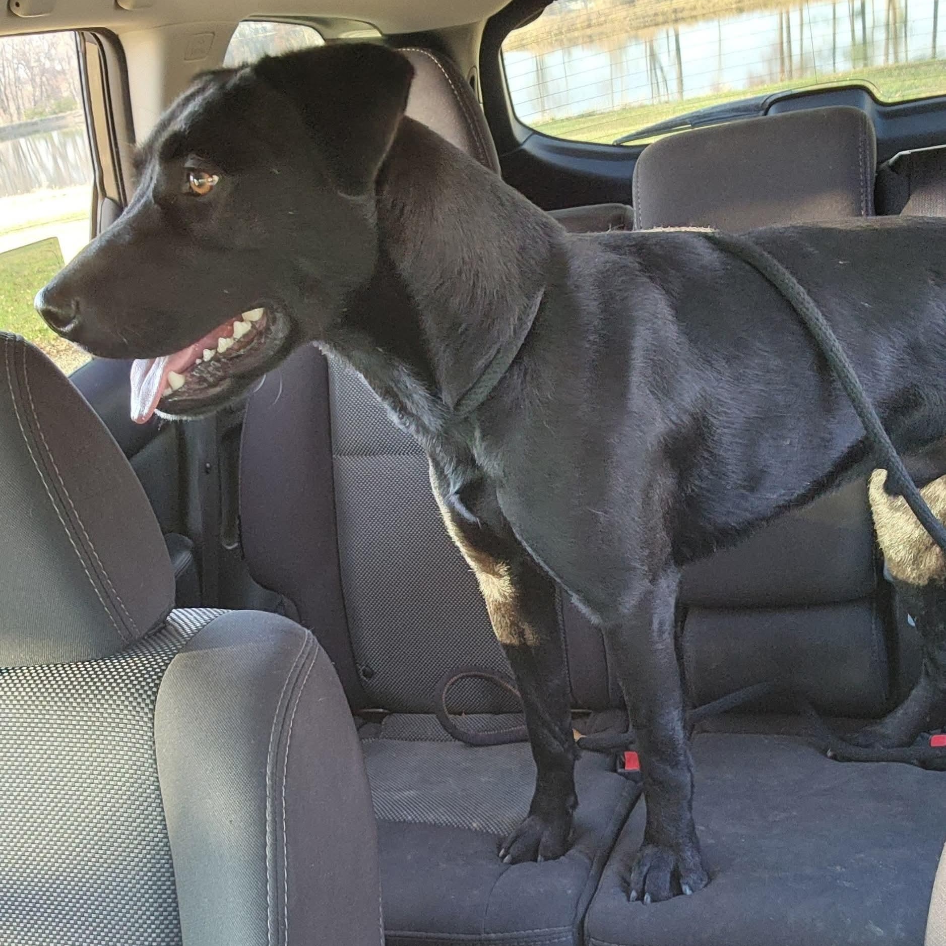 Enlarge Chance, an adoption pending mixed breed in Mount Carmel, IL image 2/6