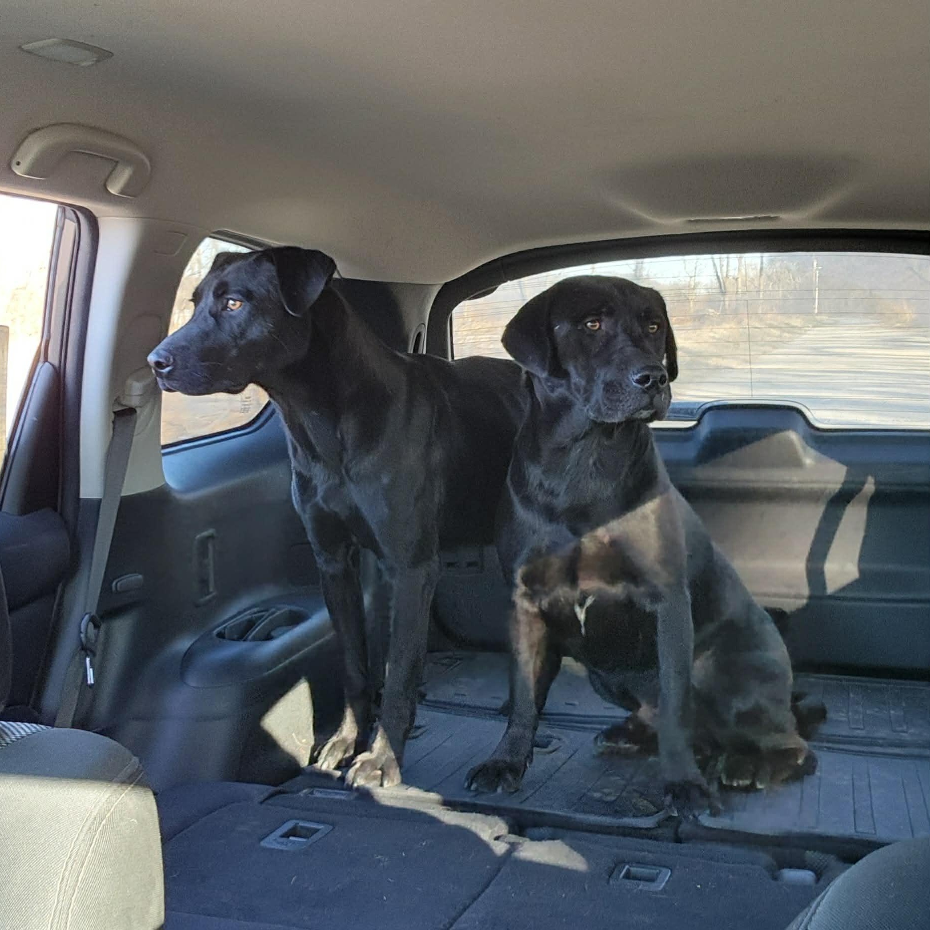 Enlarge Chance, an adoption pending mixed breed in Mount Carmel, IL image 3/6