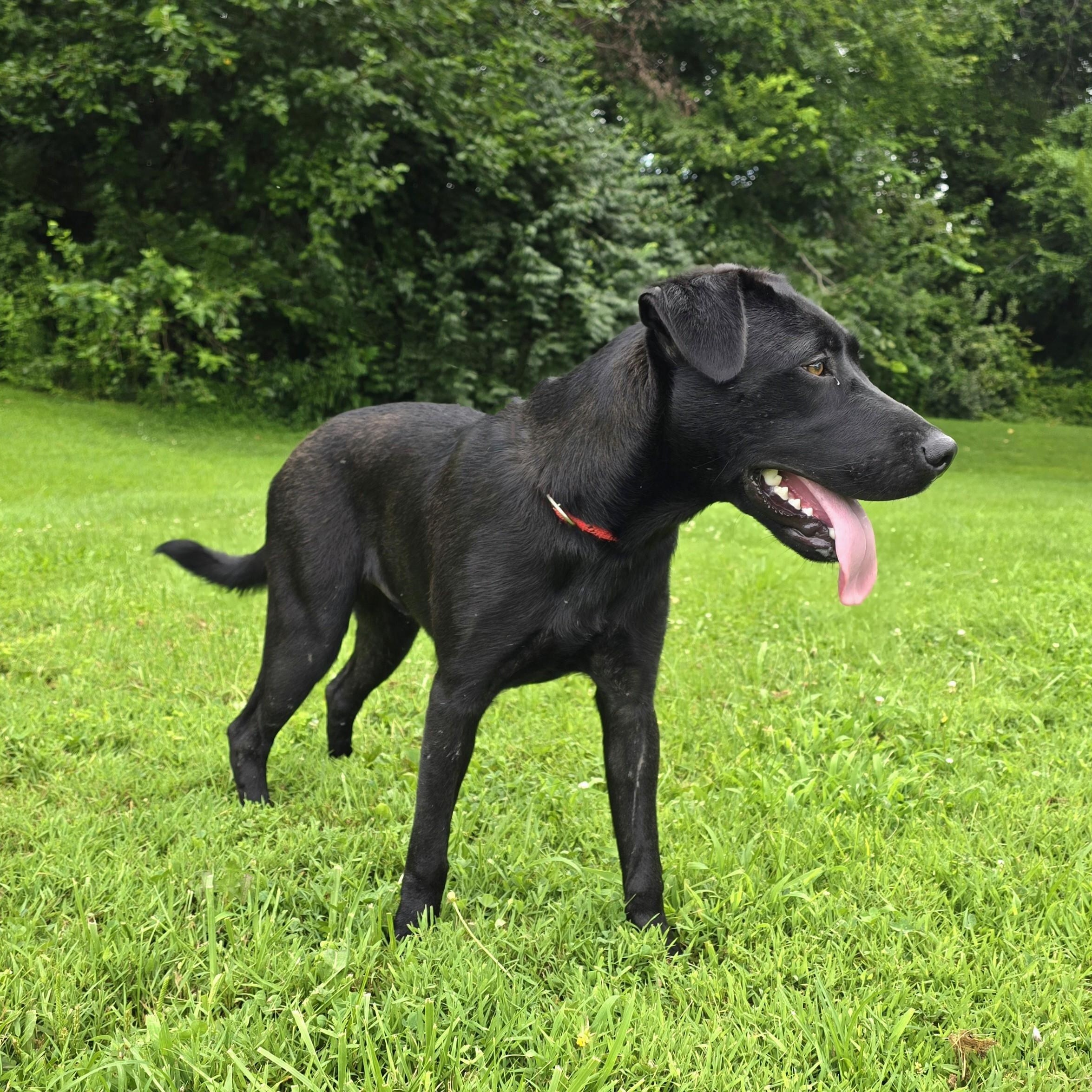 Enlarge Chance, an adoption pending mixed breed in Mount Carmel, IL image 5/6