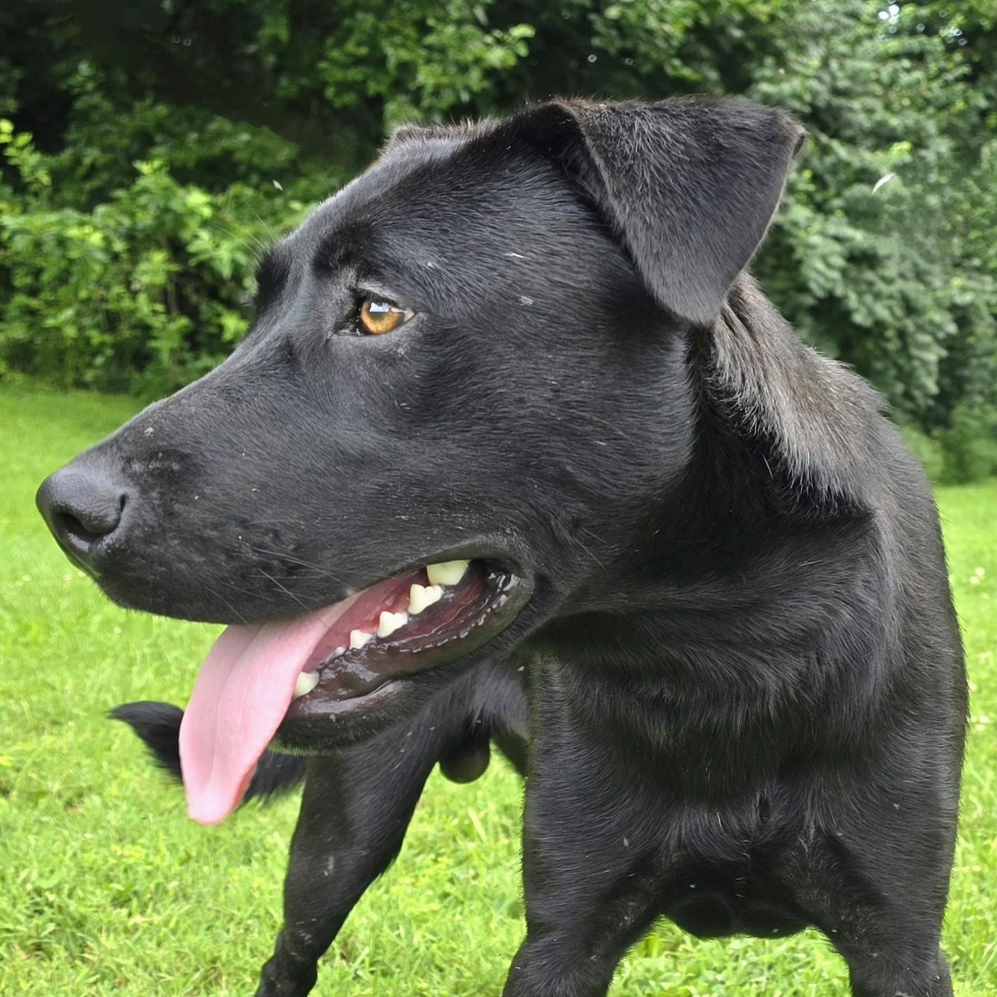 Enlarge Chance, an adoption pending mixed breed in Mount Carmel, IL image 1/6