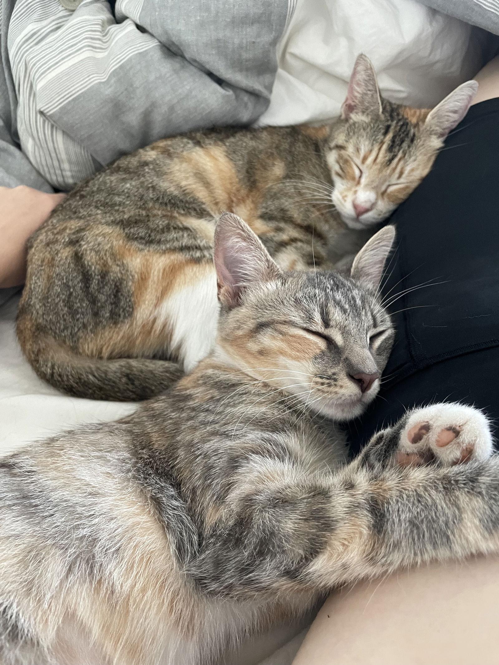 June and Bug, Adoptable, Young Female Domestic Short Hair.