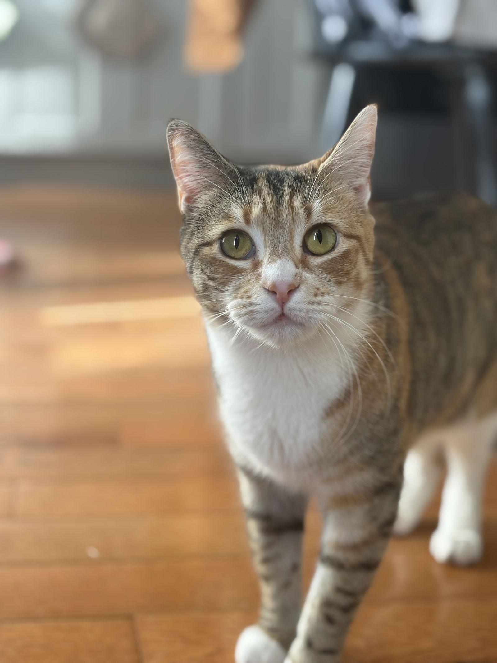 Enlarge June and Bug, a Adoptable Domestic Short Hair in Brooklyn, NY image 2/3