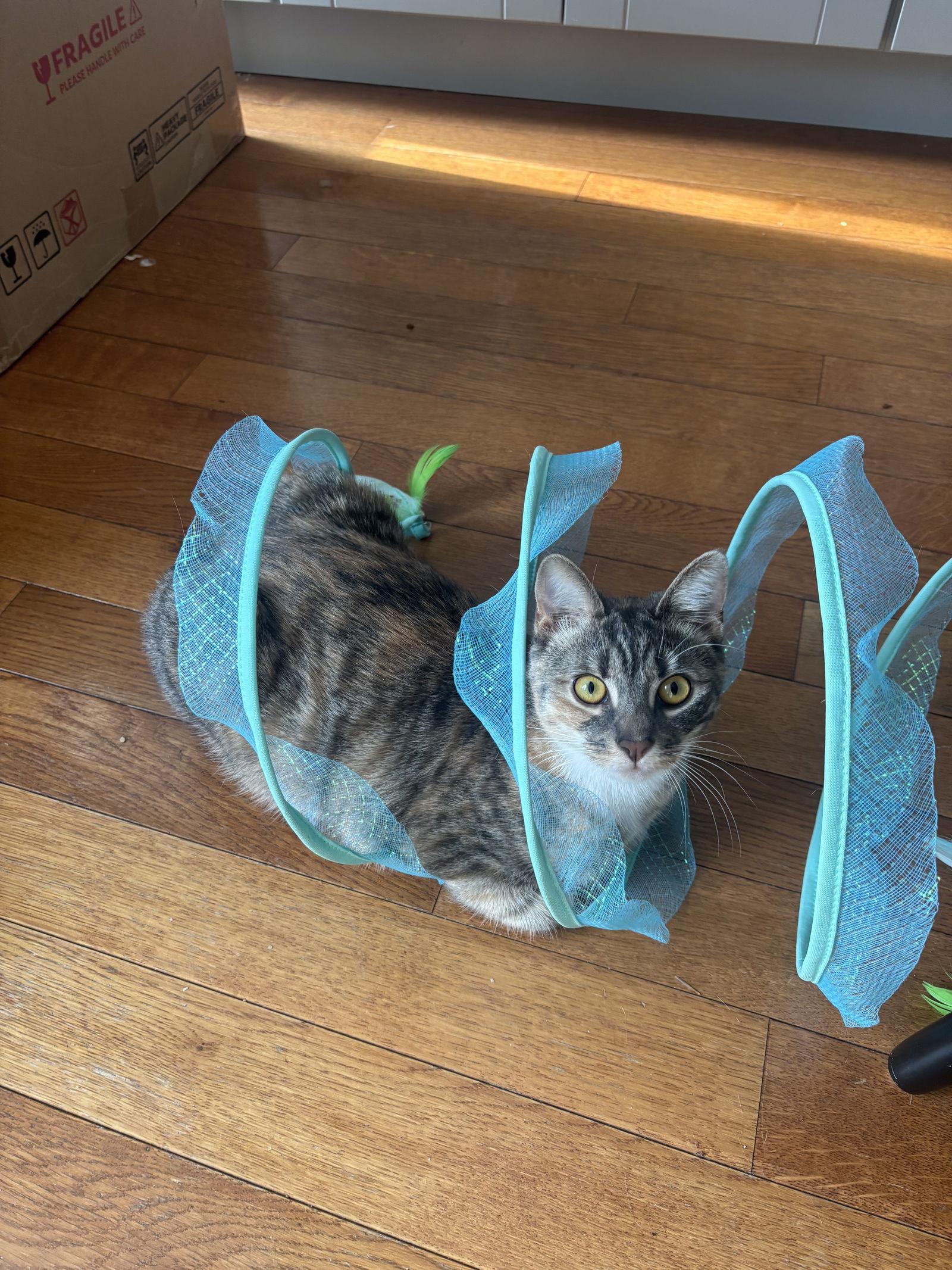Enlarge June and Bug, a Adoptable Domestic Short Hair in Brooklyn, NY image 3/3
