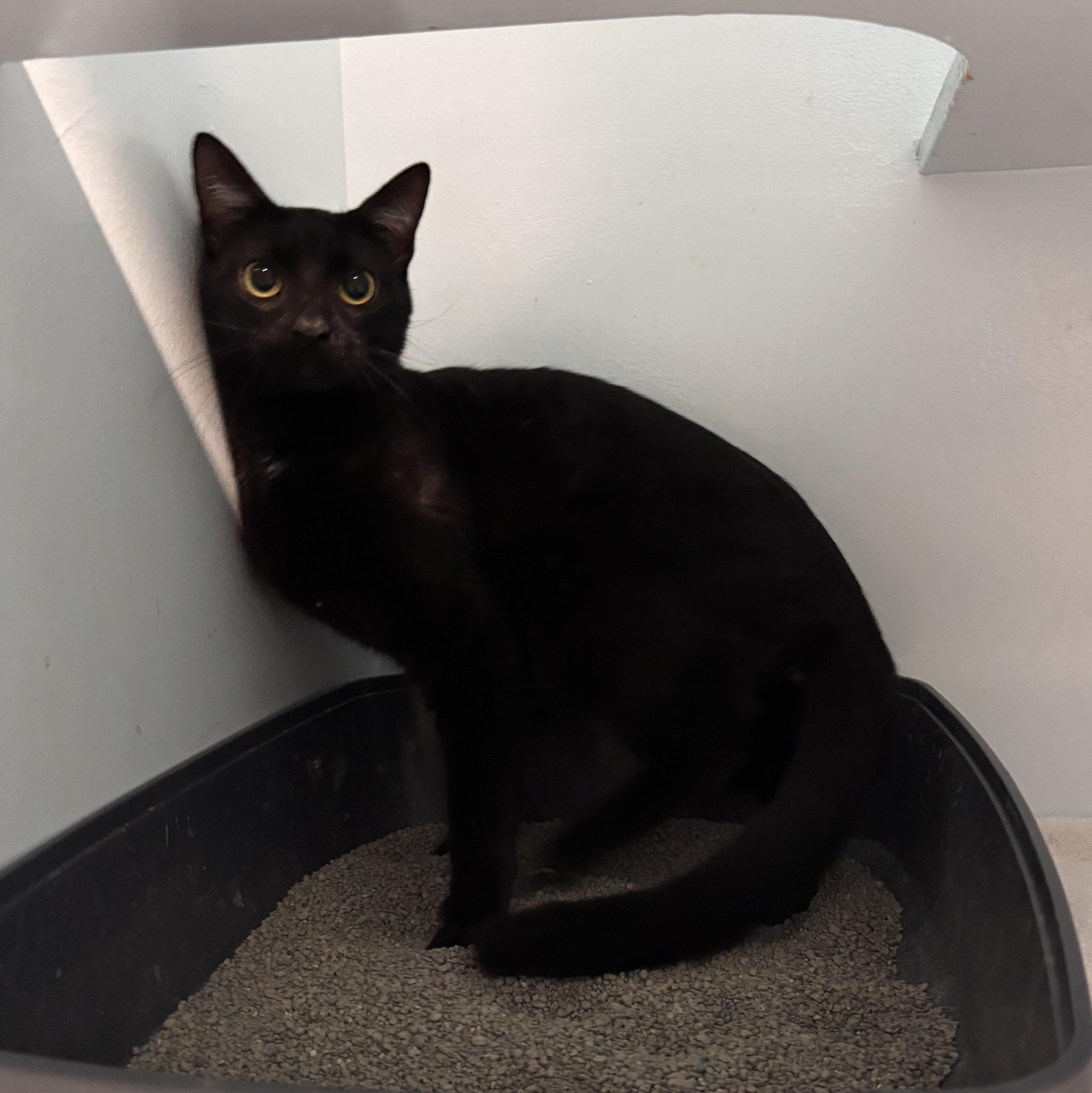 Kyle, Adoptable, Young Male Domestic Short Hair.