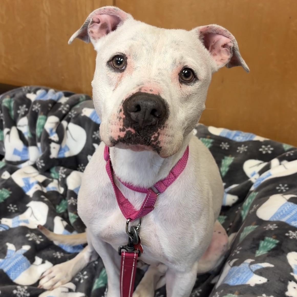 Poppy, adopted, Adult Female Pit Bull Terrier.