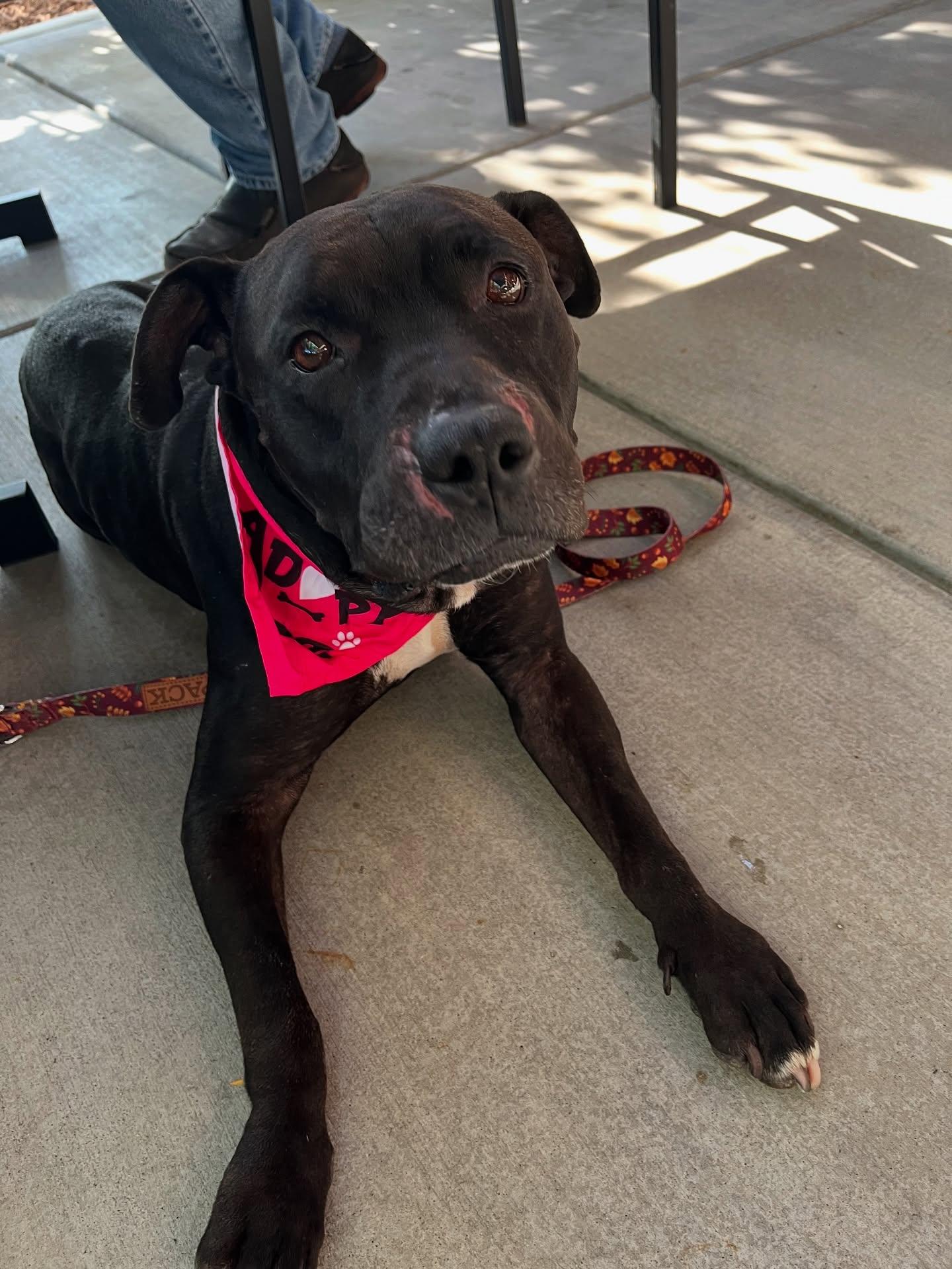 Lily, Adoptable, Adult Female Pit Bull Terrier.