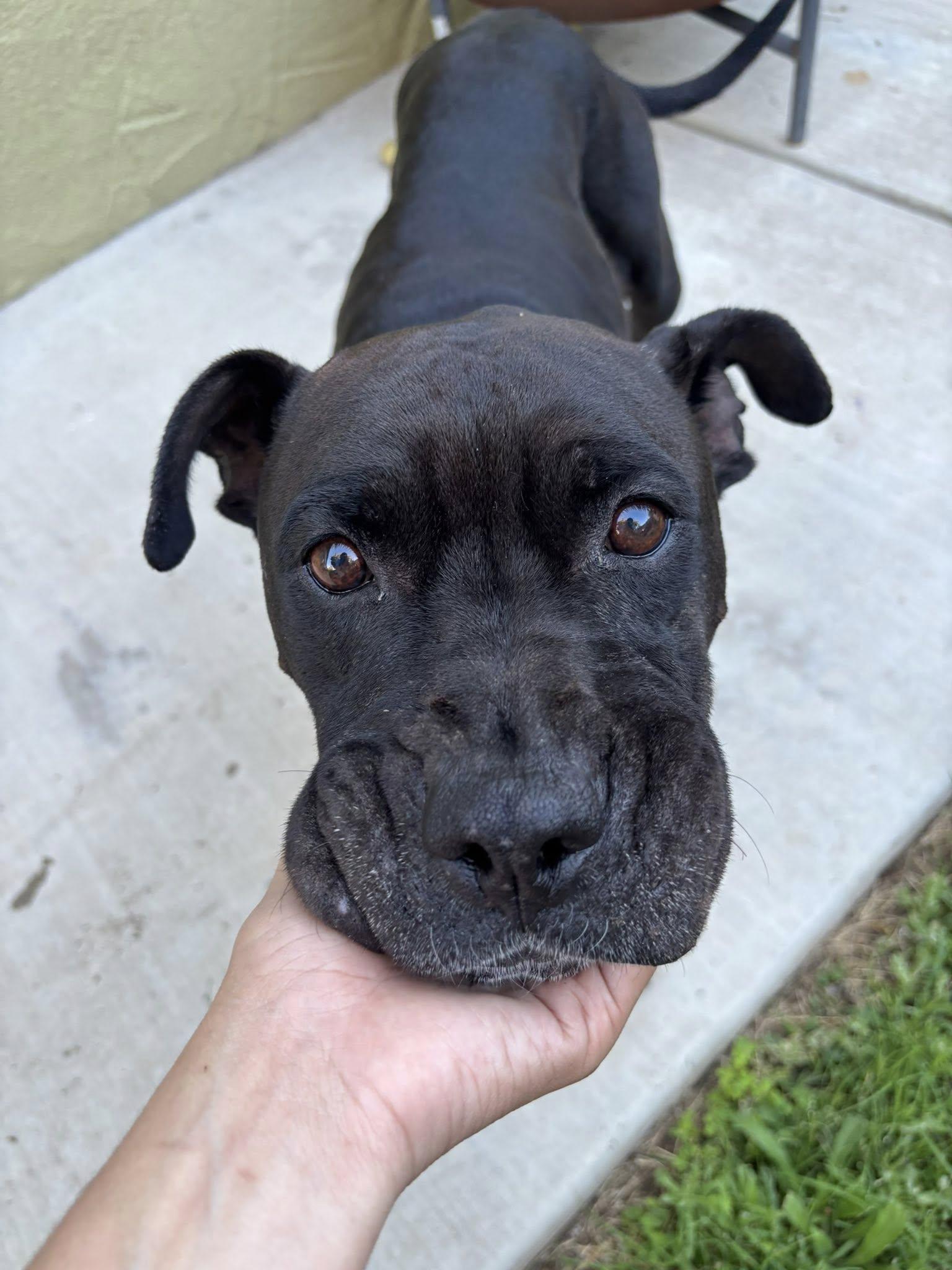 Enlarge Lily, a Adoptable mixed breed in Irvine, CA image 4/6
