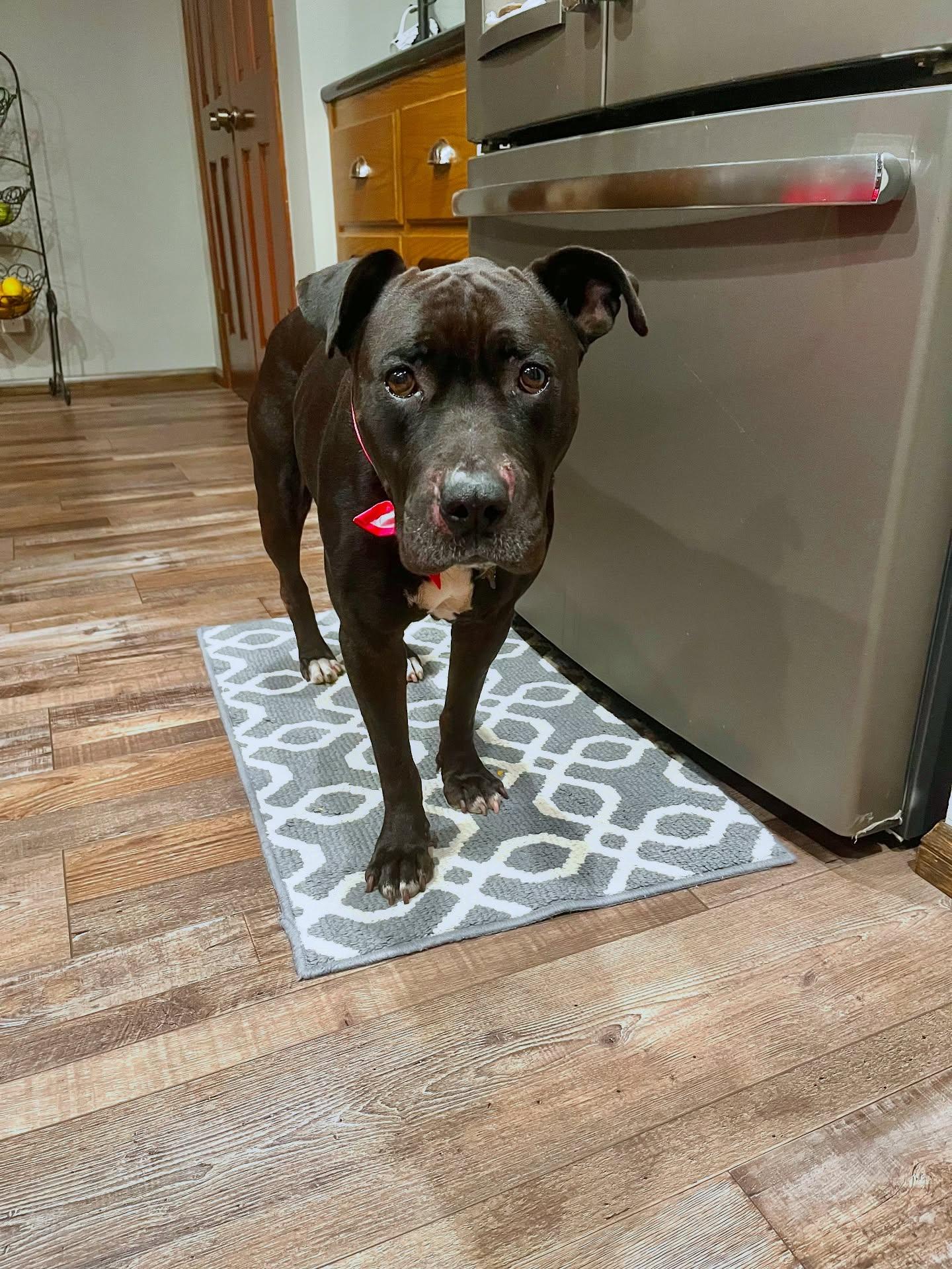 Enlarge Lily, a Adoptable mixed breed in Irvine, CA image 5/6