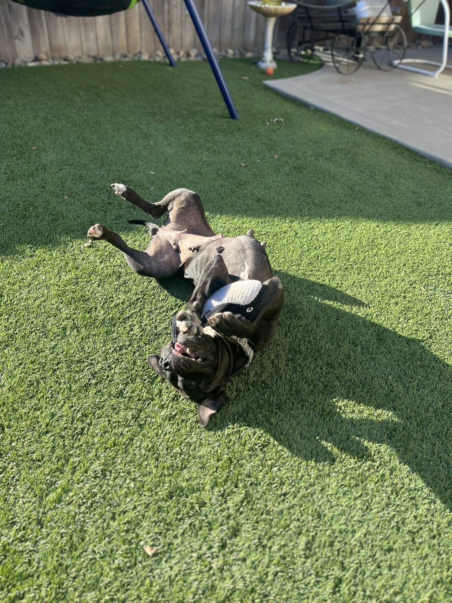 Enlarge Lily, a Adoptable mixed breed in Irvine, CA image 2/6