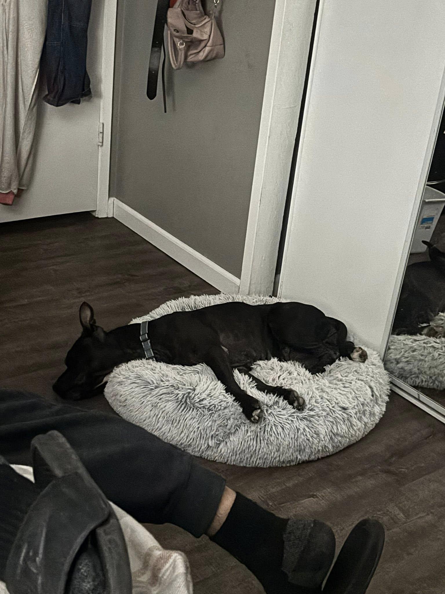 Enlarge Lily, a Adoptable mixed breed in Irvine, CA image 6/6