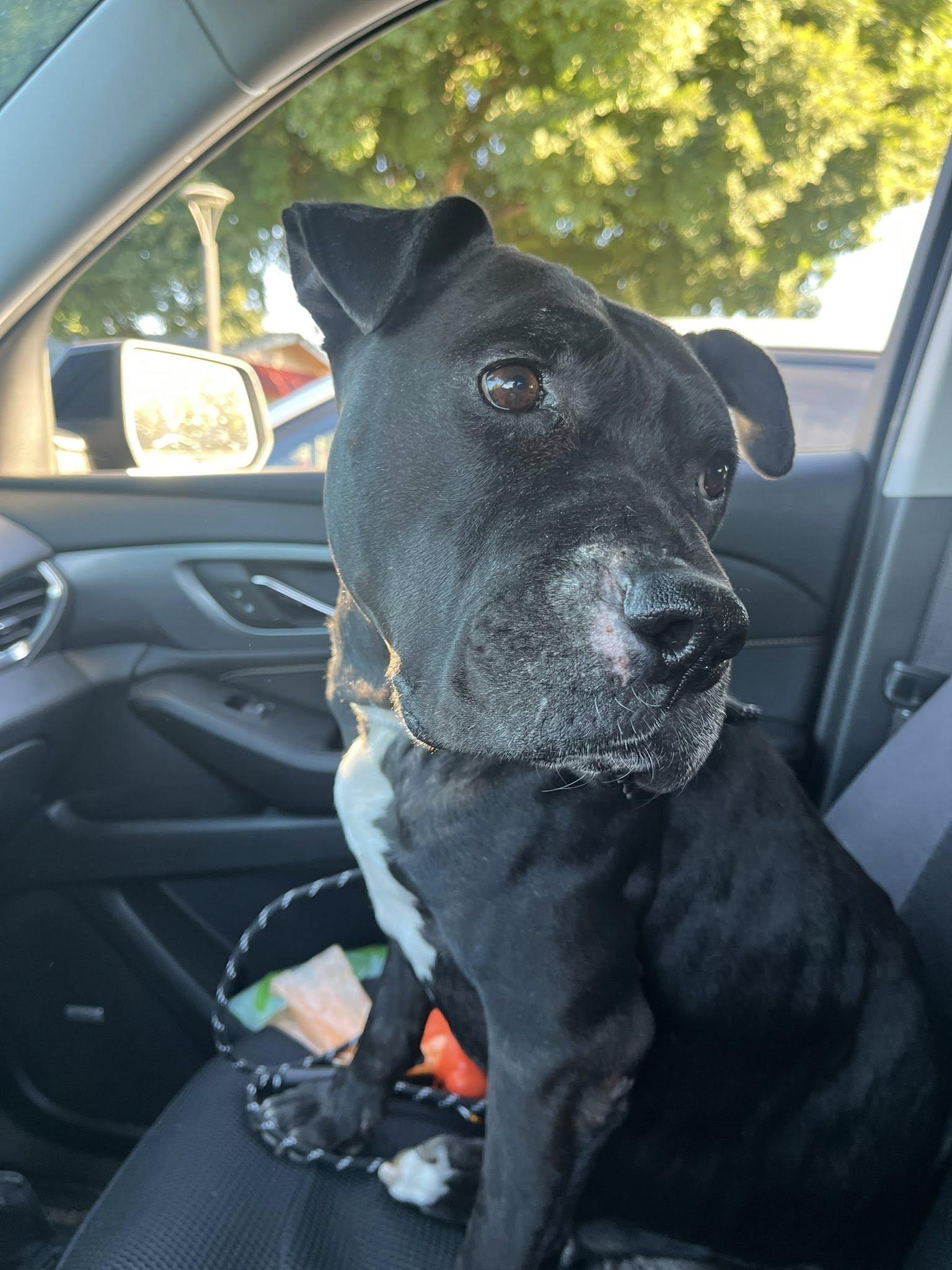 Lily, Adoptable, Adult Female Pit Bull Terrier.