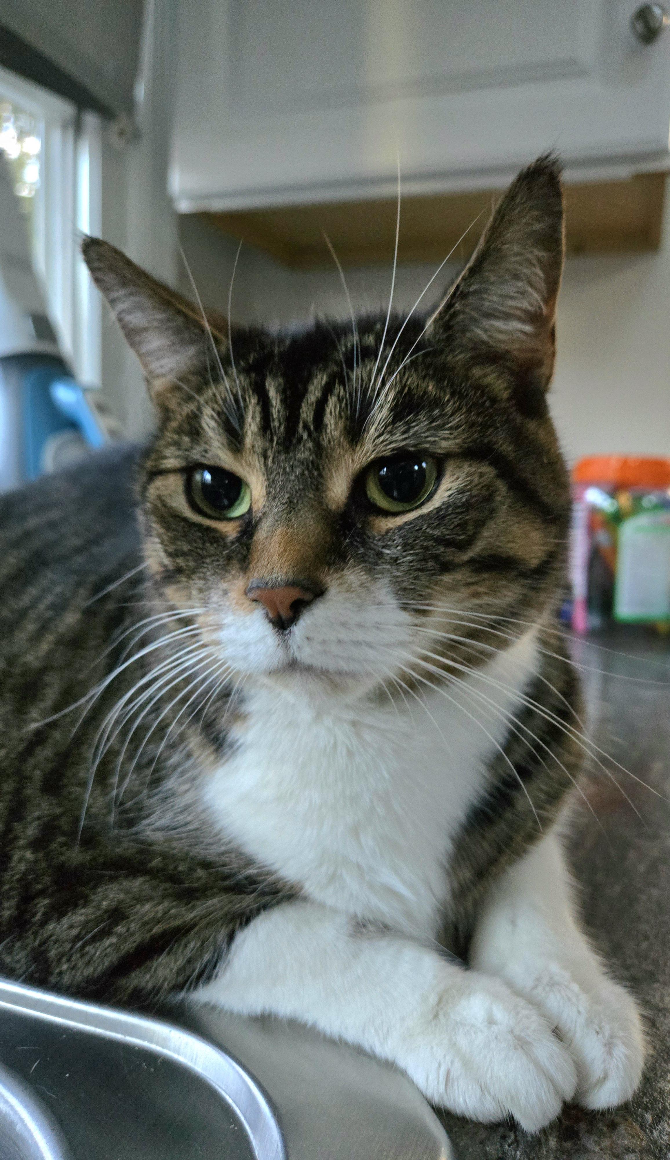 Enlarge SASHA, a Adoptable Domestic Short Hair in Hamilton, NJ image 5/6