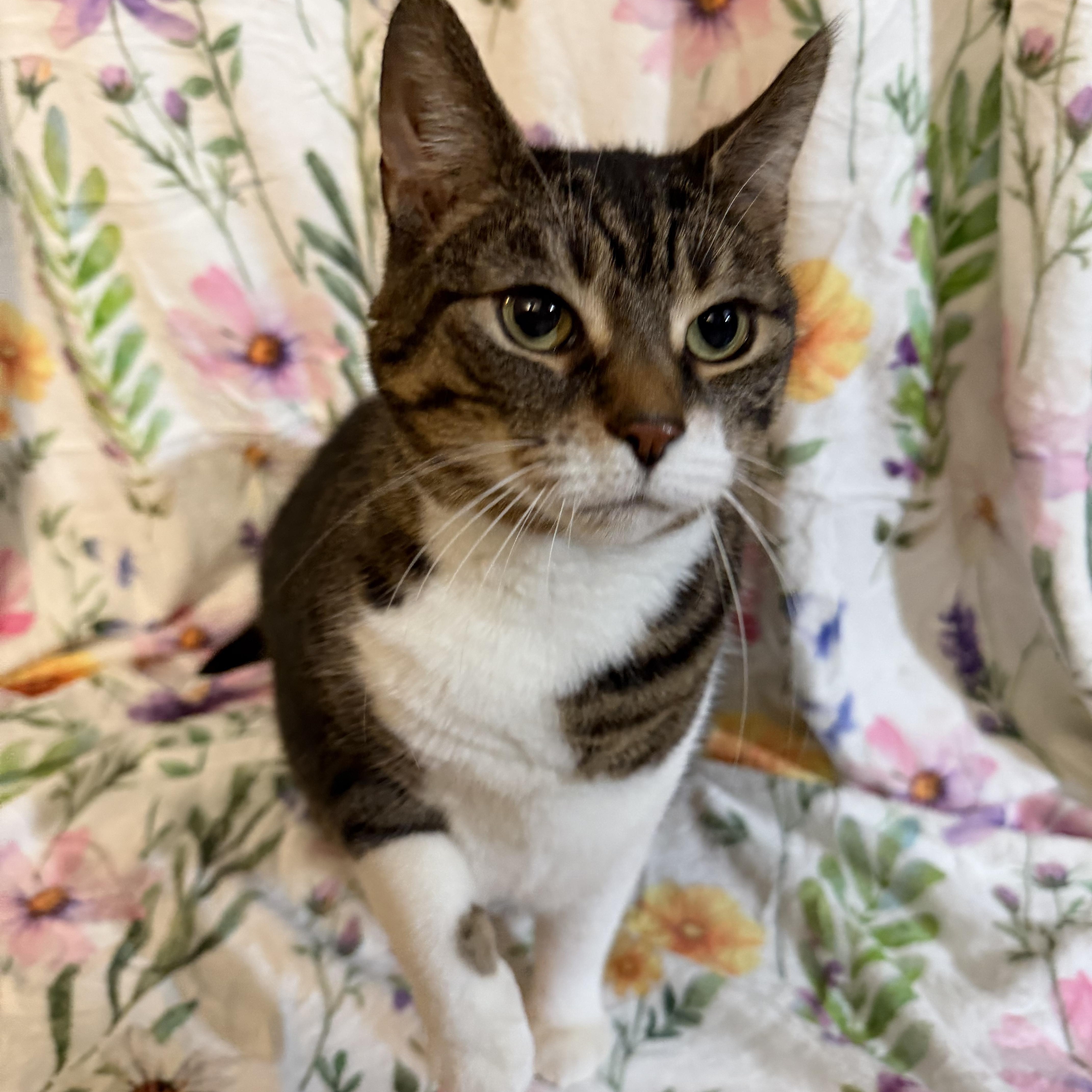 Enlarge SASHA, a Adoptable Domestic Short Hair in Hamilton, NJ image 1/6