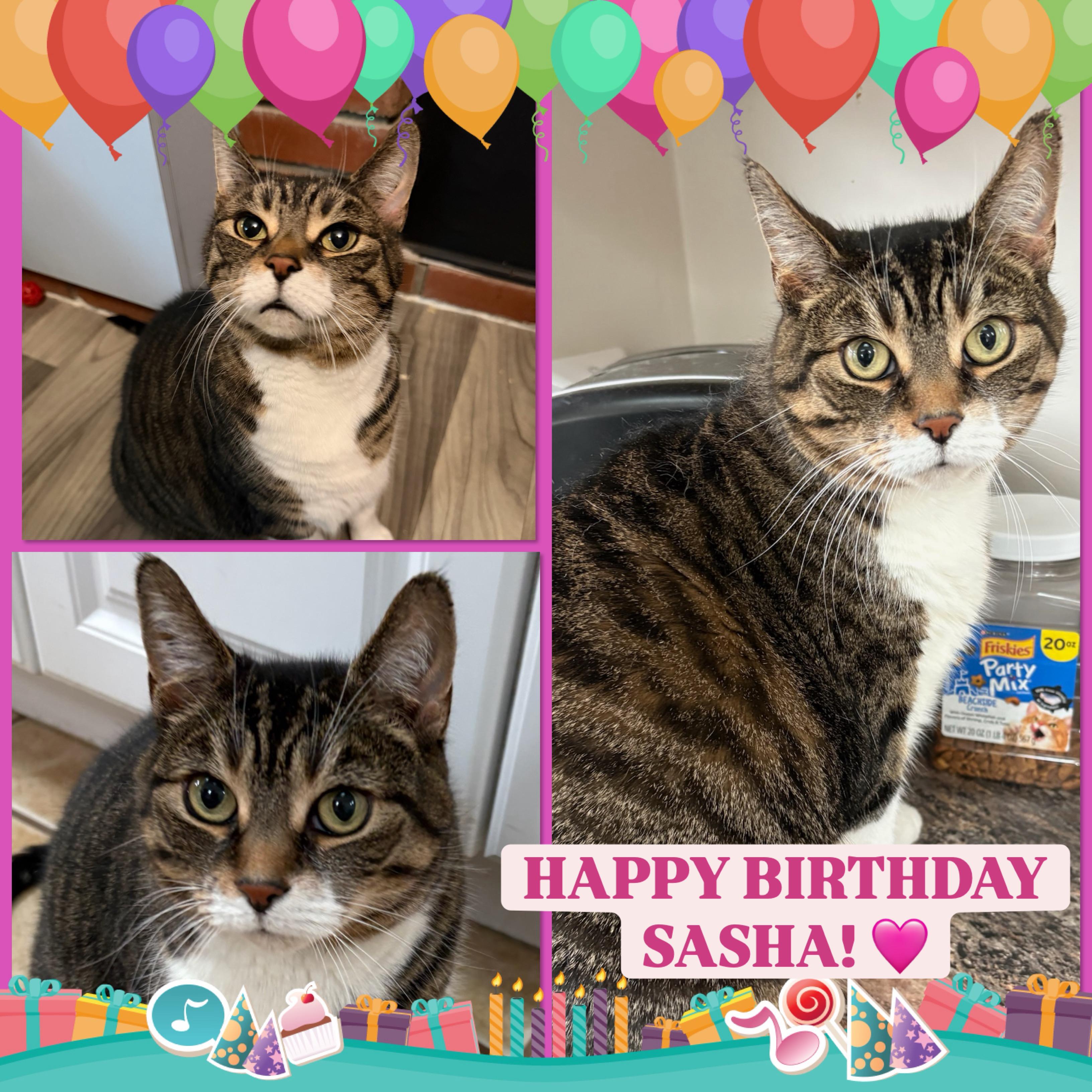 Enlarge SASHA, a Adoptable Domestic Short Hair in Hamilton, NJ image 1/6