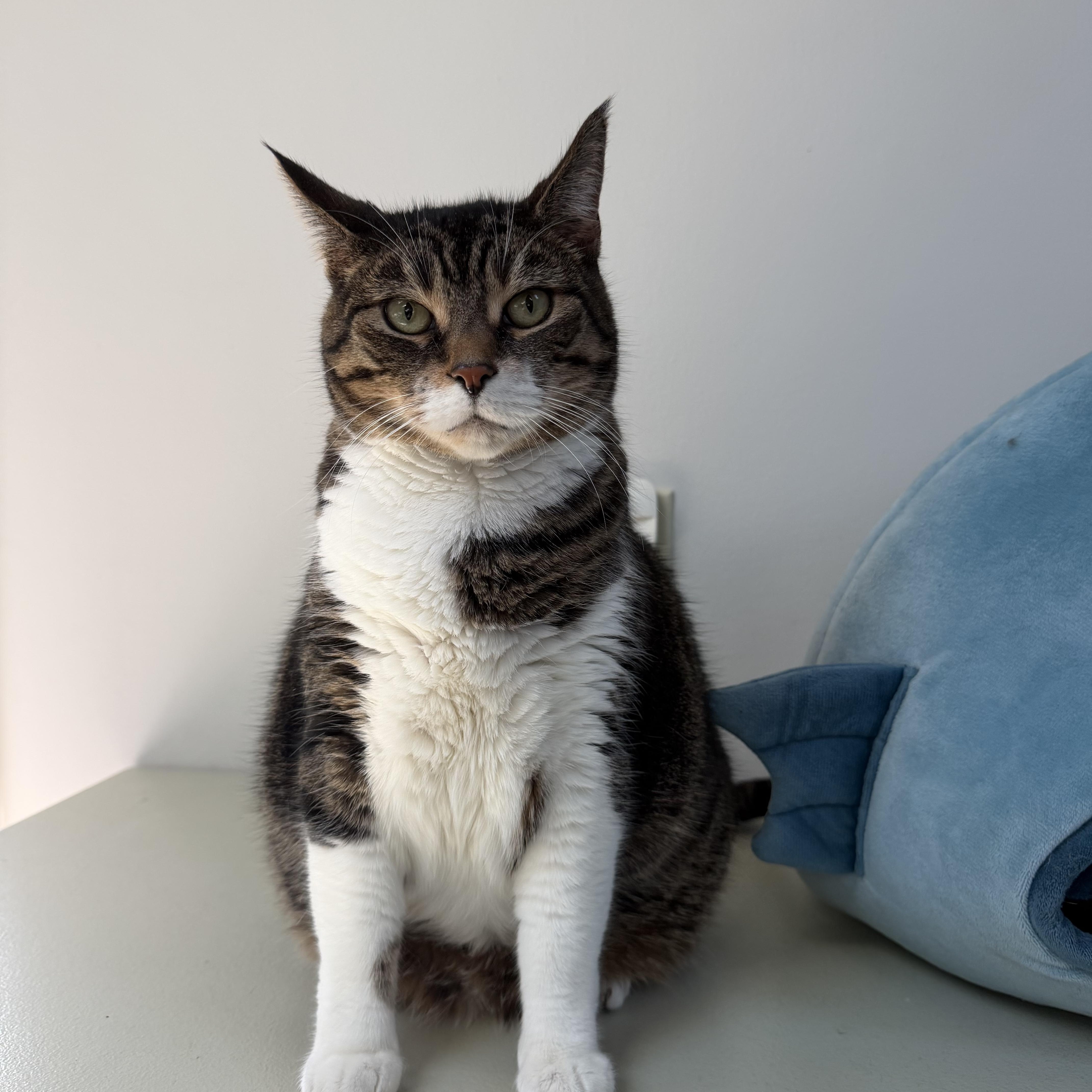 SASHA, a Adoptable Domestic Short Hair in Hamilton, NJ image 1/6